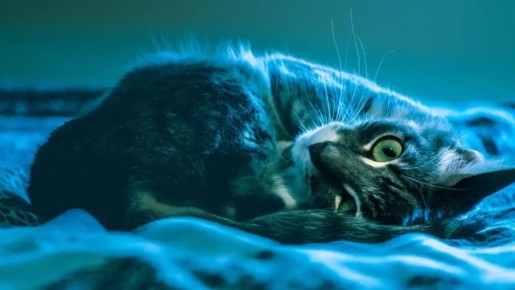 Кот спас двух школьниц: Кража из магазина обернулась невероятными последствиями