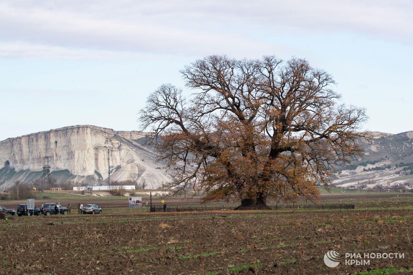 Крымский дуб стал одним из победителей всероссийского конкурса деревьев Крымский дуб стал одним из победителей всероссийского конкурса деревьев