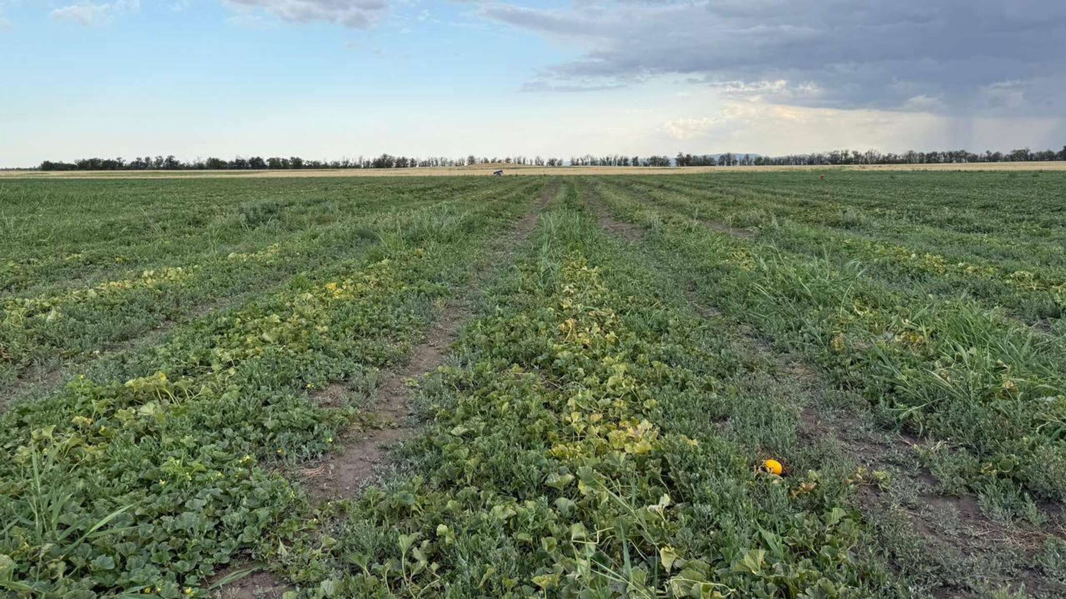 Конопля на арбузном поле: "агроном" отправится в колонию