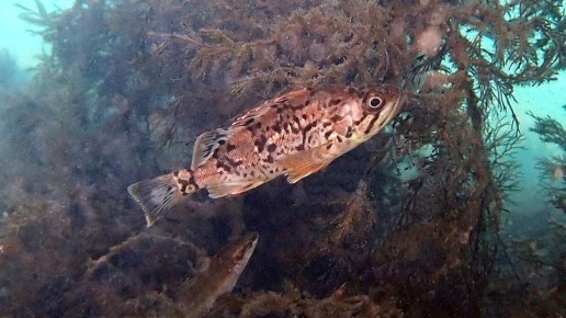 Как корейский окунь в Черном море изменит экосистему и улов рыбаков