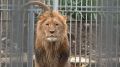 В симферопольском зооуголке новый обитатель - лев Ромео