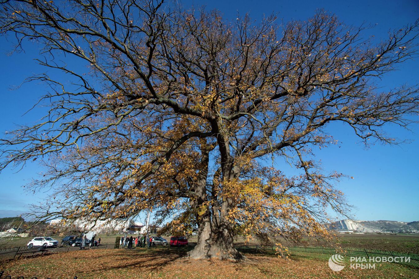 Крымский дуб стал одним из победителей всероссийского конкурса деревьев Крымский дуб стал одним из победителей всероссийского конкурса деревьев