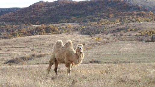 Погода на 14 ноября 2025 года в Крыму и Севастополе: воздух прогреется до 13 градусов