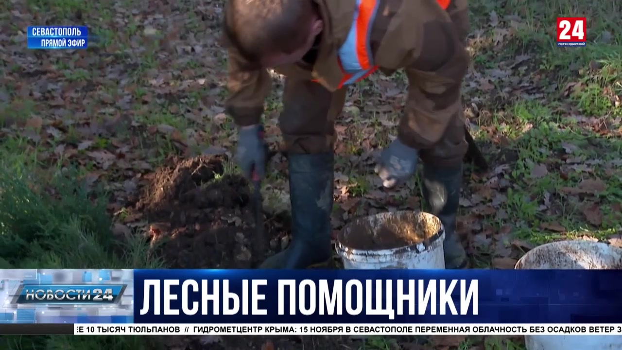 Сезон посадки леса стартовал в Севастополе