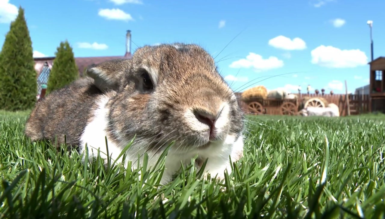Новые вакцины – надёжная защита животных от болезней Новые вакцины – надёжная защита животных от болезней
