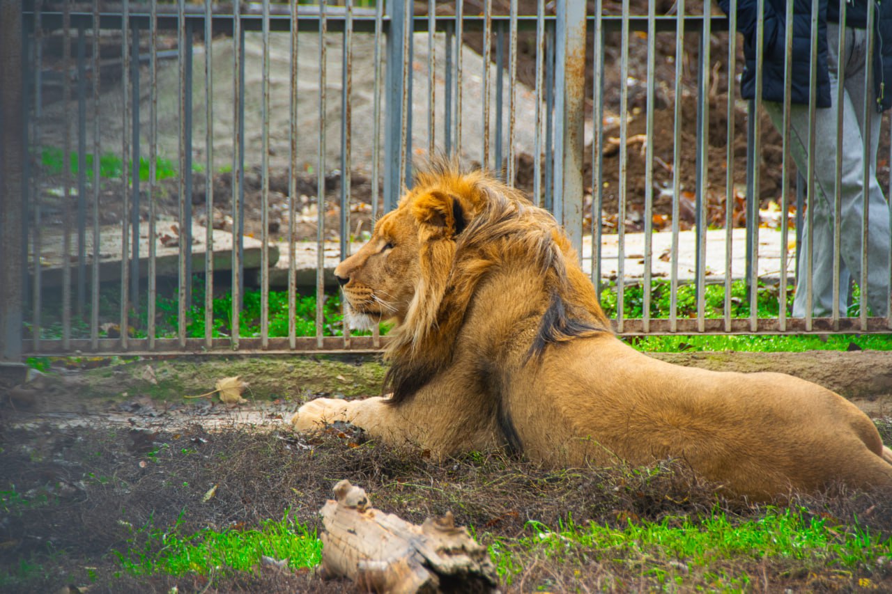 Новый обитатель Симферопольского зооуголка, лев Ромео чувствует себя великолепно Новый обитатель Симферопольского зооуголка, лев Ромео чувствует себя великолепно