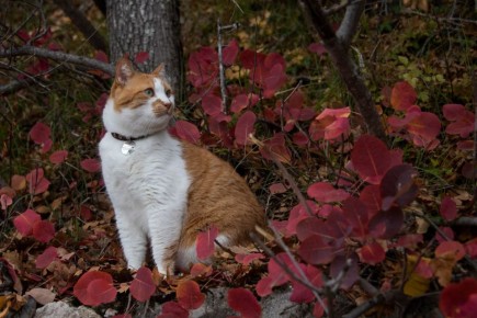 Кот Мостик: Уехал в лес. Листья шуршат, солнце еще греет , а дел — ноль