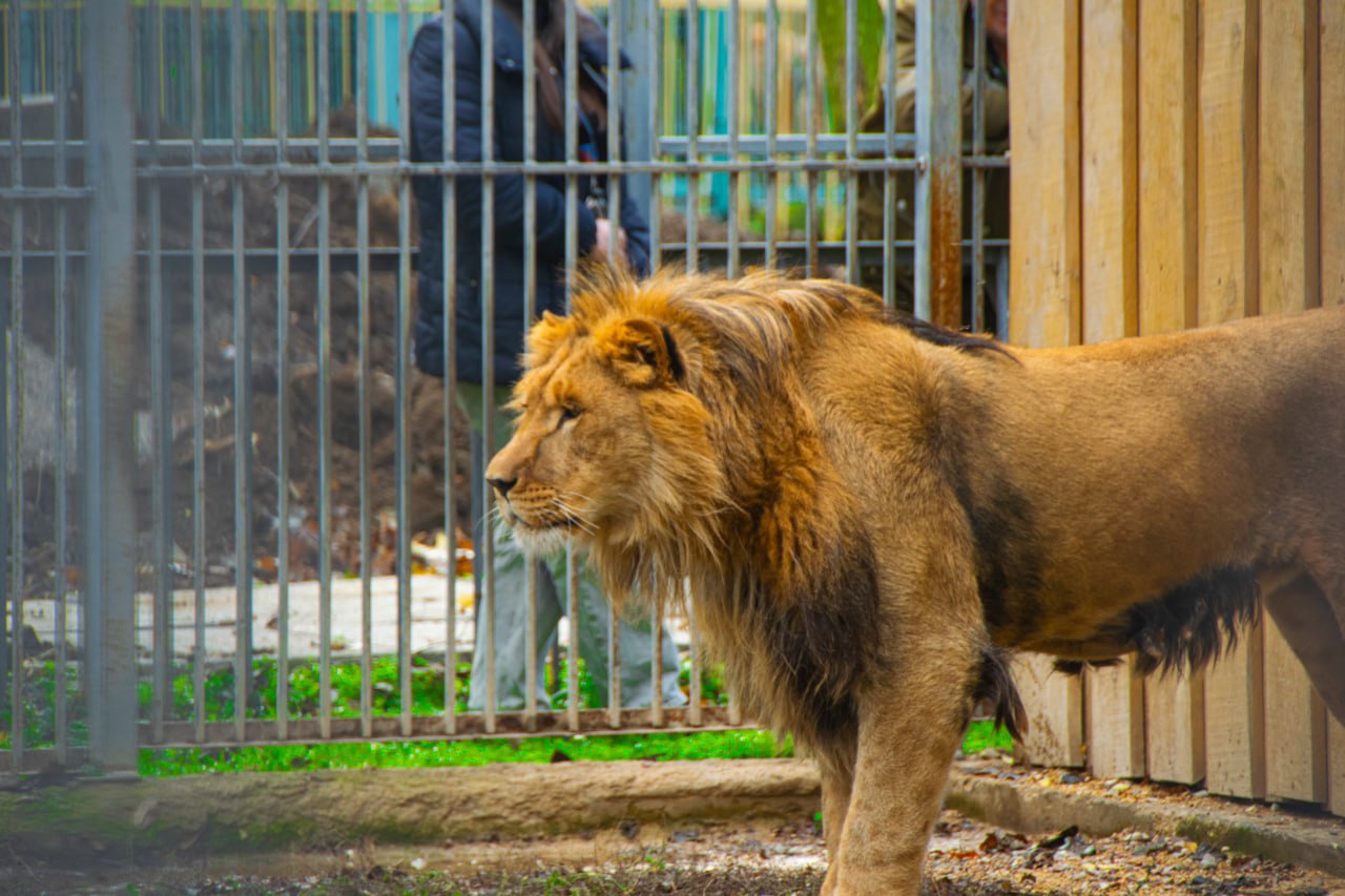 Новый обитатель Симферопольского зооуголка, лев Ромео чувствует себя великолепно Новый обитатель Симферопольского зооуголка, лев Ромео чувствует себя великолепно