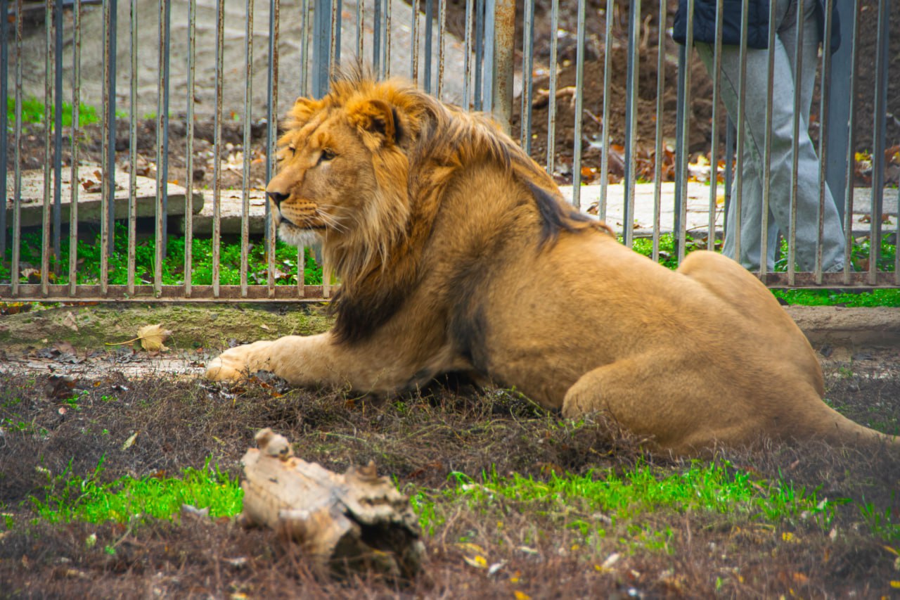 Новый обитатель Симферопольского зооуголка, лев Ромео чувствует себя великолепно