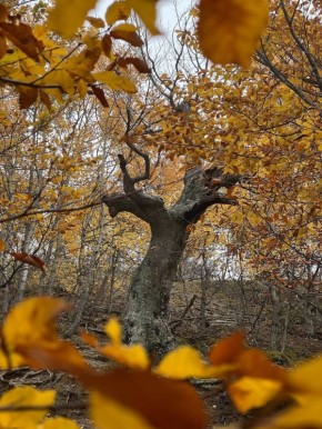 Пик золотой осени в Долине Привидений