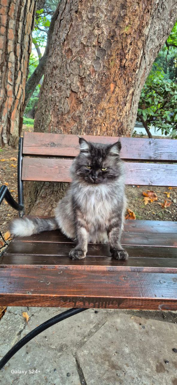 Поздняя осень на дорожках Гурзуфа Поздняя осень на дорожках Гурзуфа