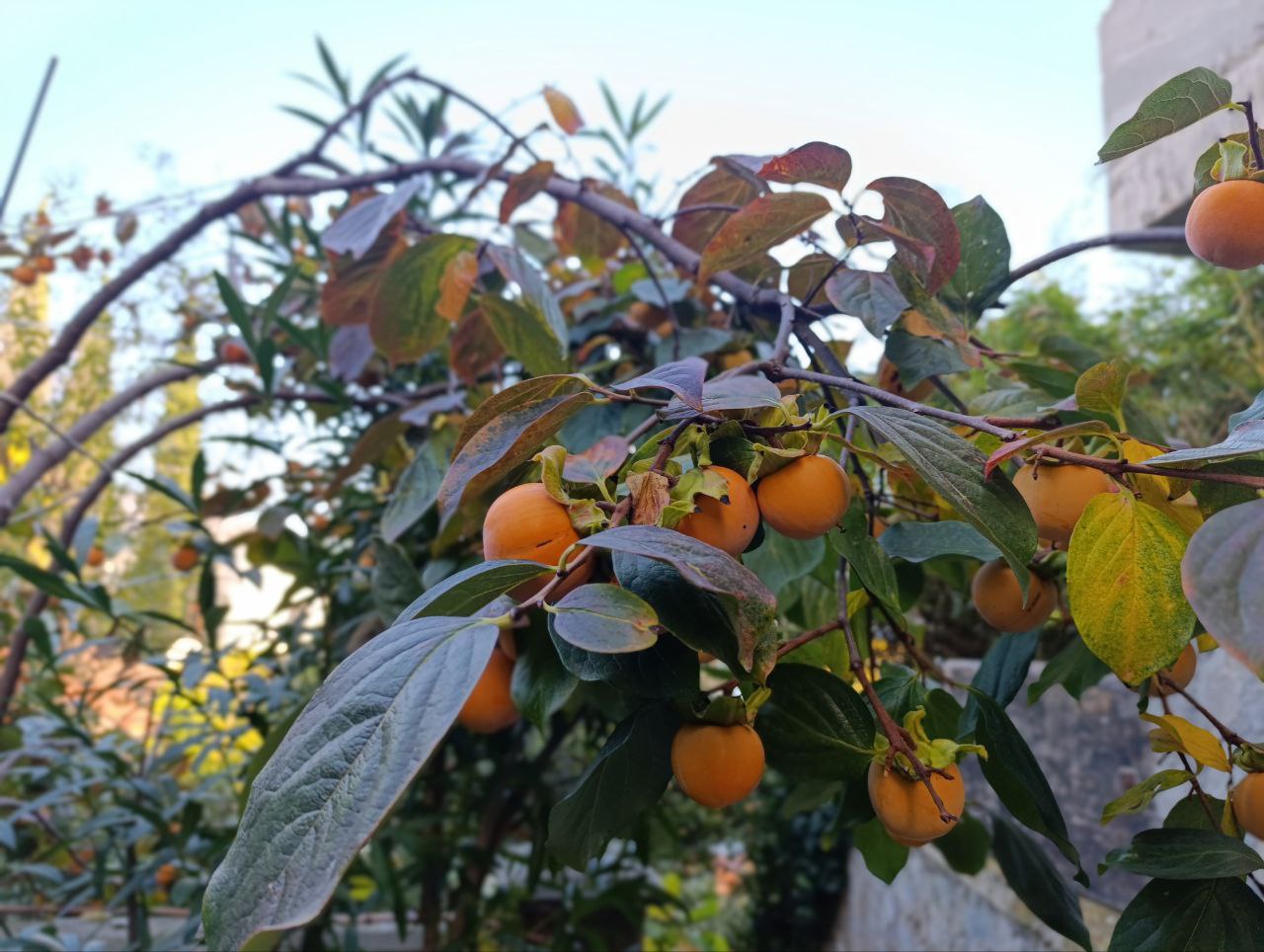 Поздняя осень на дорожках Гурзуфа Поздняя осень на дорожках Гурзуфа