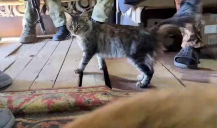 Милый друг боевой: кошачья семья прибилась к защитникам крымского неба Милый друг боевой: кошачья семья прибилась к защитникам крымского неба