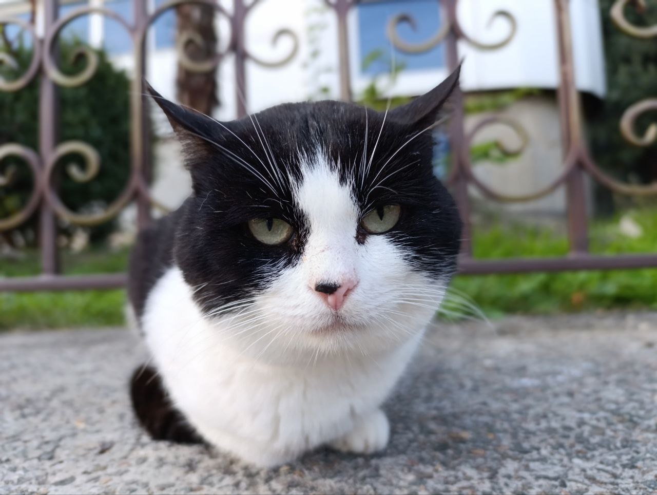 Поздняя осень на дорожках Гурзуфа Поздняя осень на дорожках Гурзуфа