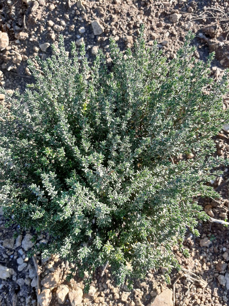 Участник программы «Герои Крыма» Андрей Зырянов ознакомился с передовым опытом эфиромасличной отрасли полуострова Участник программы «Герои Крыма» Андрей Зырянов ознакомился с передовым опытом эфиромасличной отрасли полуострова