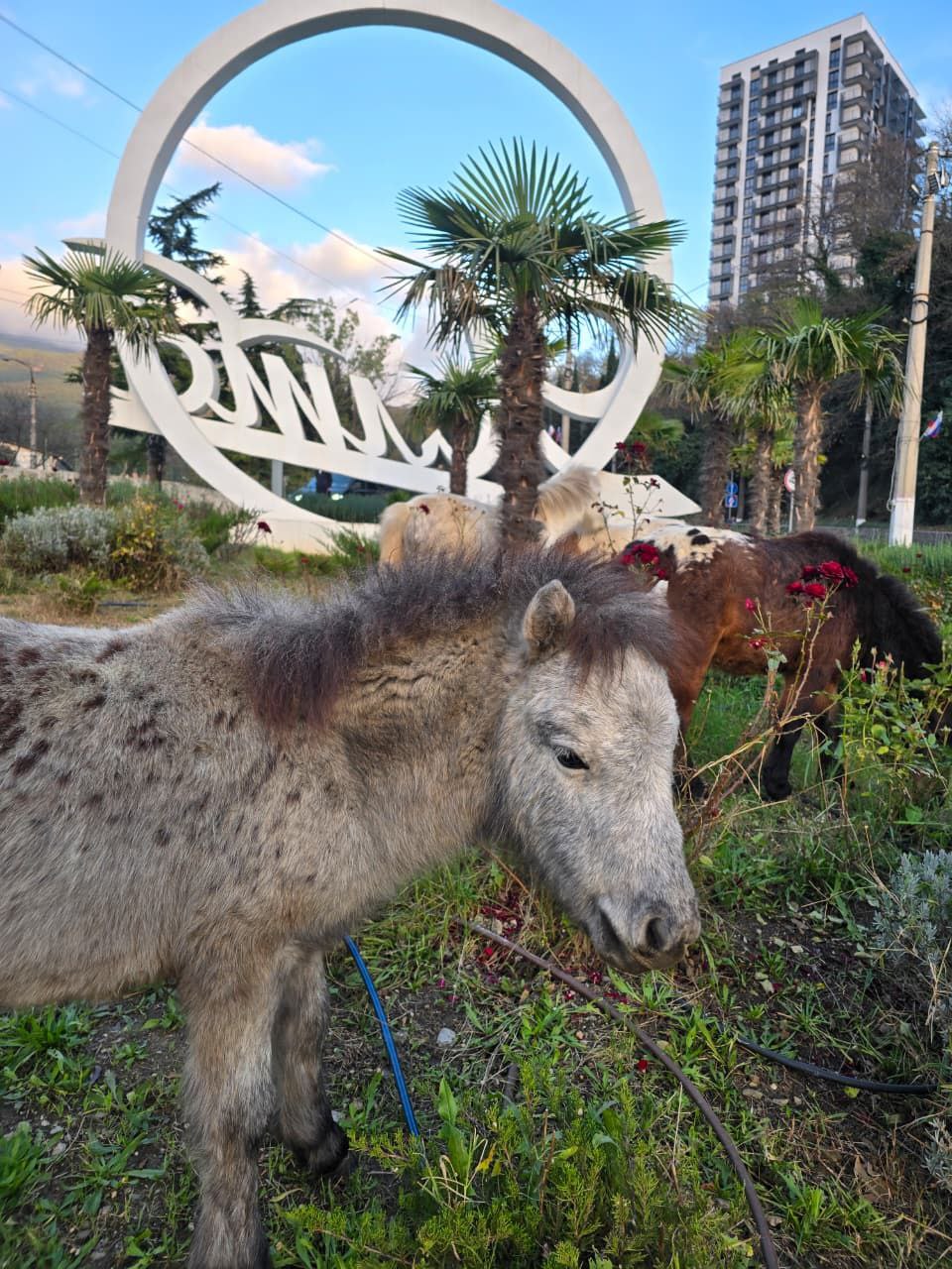 Янина Павленко: Эти милые создания сегодня чуть не спровоцировали транспортный коллапс, решив отобедать на въезде в Ялту Их владельца быстро нашли сотрудники мунконтроля – ему грозит штраф Янина Павленко: Эти милые создания сегодня чуть не спровоцировали транспортный коллапс, решив отобедать на въезде в Ялту Их владельца быстро нашли сотрудники мунконтроля – ему грозит штраф