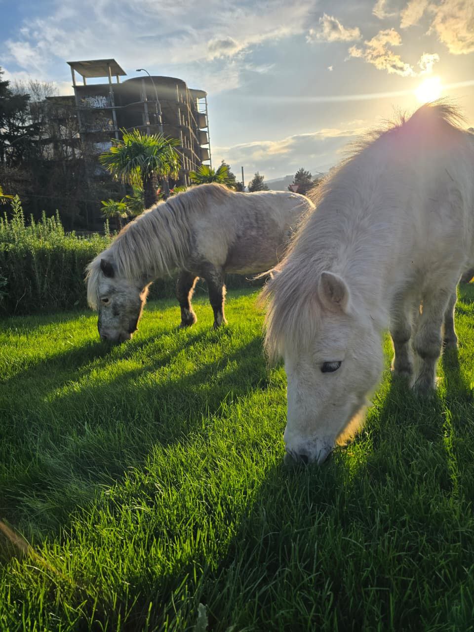 Янина Павленко: Эти милые создания сегодня чуть не спровоцировали транспортный коллапс, решив отобедать на въезде в Ялту Их владельца быстро нашли сотрудники мунконтроля – ему грозит штраф Янина Павленко: Эти милые создания сегодня чуть не спровоцировали транспортный коллапс, решив отобедать на въезде в Ялту Их владельца быстро нашли сотрудники мунконтроля – ему грозит штраф