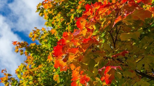 Ноябрь в Крыму может побить температурный рекорд