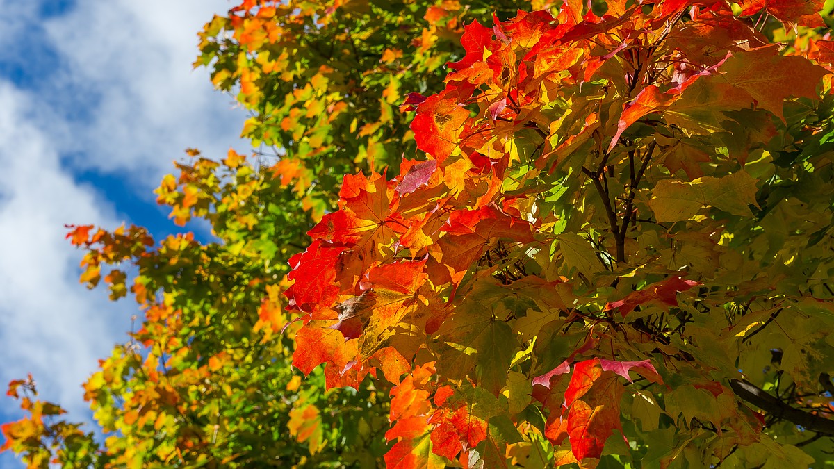 Ноябрь в Крыму может побить температурный рекорд
