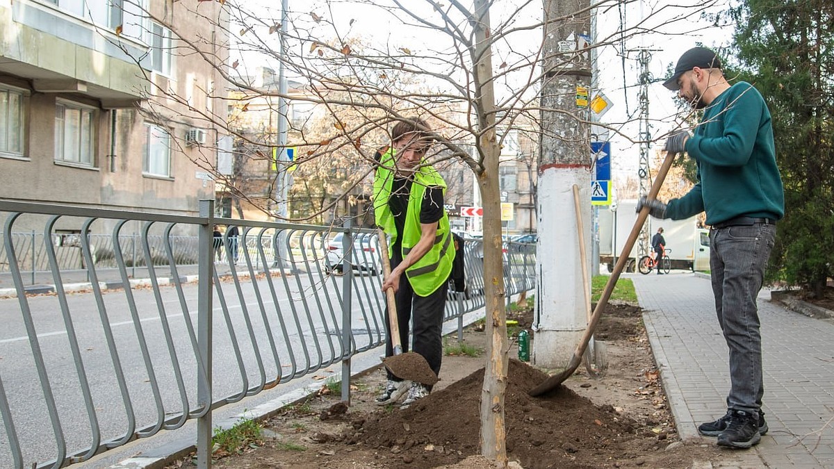 Афанасьев: в Симферополе высадили платаны и липы
