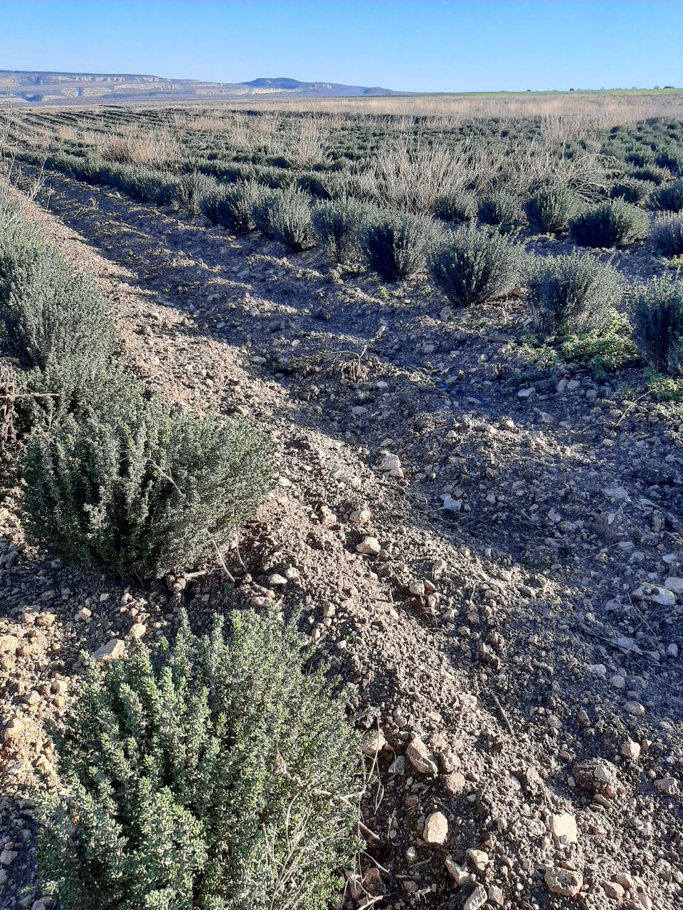 Участник программы «Герои Крыма» Андрей Зырянов ознакомился с передовым опытом эфиромасличной отрасли полуострова Участник программы «Герои Крыма» Андрей Зырянов ознакомился с передовым опытом эфиромасличной отрасли полуострова