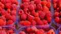 Витаминный бум: в Севастополе собрали 1,2 тысячи тонн фруктов и ягод