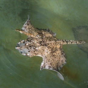 У берегов Крыма обнаружили ската-мутанта