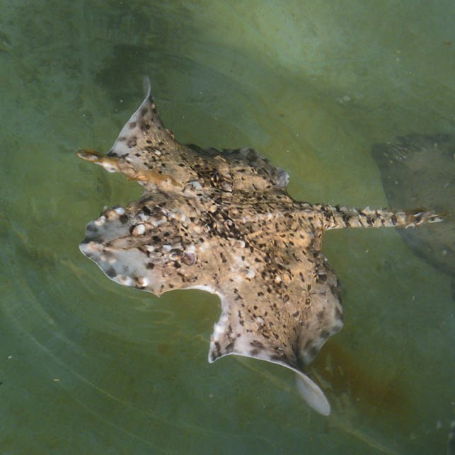 У берегов Крыма обнаружили ската-мутанта