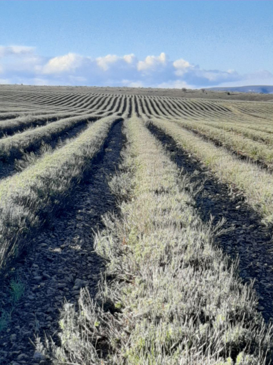 Участник программы «Герои Крыма» Андрей Зырянов ознакомился с передовым опытом эфиромасличной отрасли полуострова Участник программы «Герои Крыма» Андрей Зырянов ознакомился с передовым опытом эфиромасличной отрасли полуострова