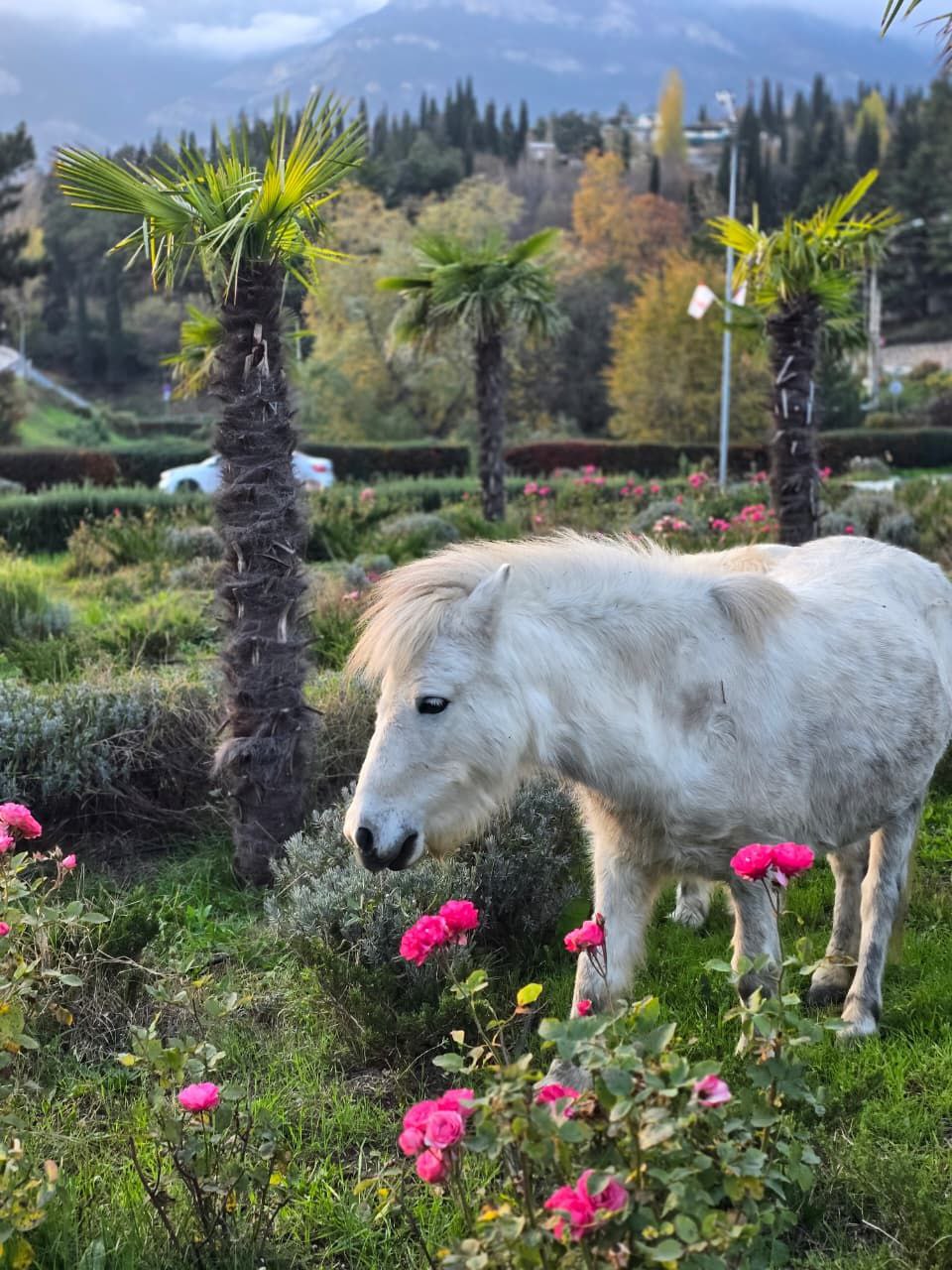 Янина Павленко: Эти милые создания сегодня чуть не спровоцировали транспортный коллапс, решив отобедать на въезде в Ялту Их владельца быстро нашли сотрудники мунконтроля – ему грозит штраф Янина Павленко: Эти милые создания сегодня чуть не спровоцировали транспортный коллапс, решив отобедать на въезде в Ялту Их владельца быстро нашли сотрудники мунконтроля – ему грозит штраф