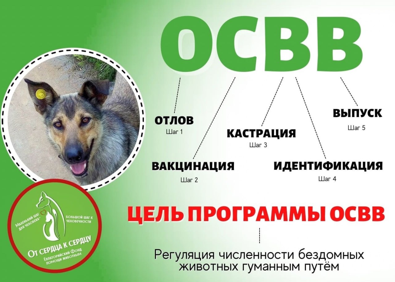 На основе муниципального контракта Евпаторийский фонд помощи животным «От сердца к сердцу» проводит отлов и БЕСПЛАТНУЮ стерилизацию бездомных животных!