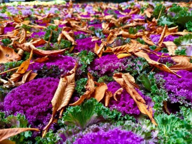 Янина Павленко: С добрым утром, любимый город До Нового года всего 44 дня! Совсем не верится, правда? Ещё столько ярких красок не растратила осень Любуемся красотой, друзья