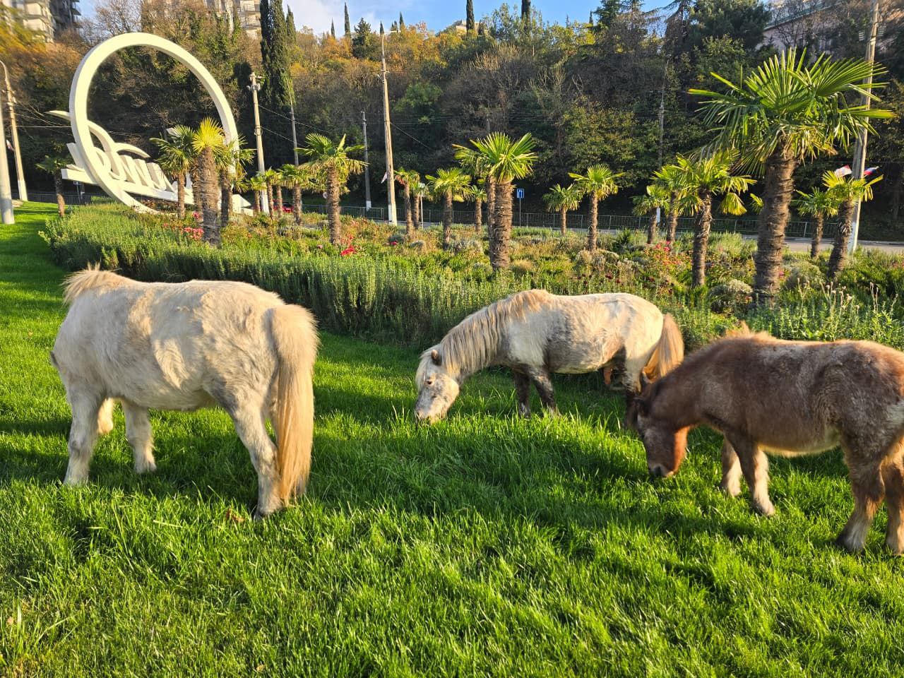 Янина Павленко: Эти милые создания сегодня чуть не спровоцировали транспортный коллапс, решив отобедать на въезде в Ялту Их владельца быстро нашли сотрудники мунконтроля – ему грозит штраф Янина Павленко: Эти милые создания сегодня чуть не спровоцировали транспортный коллапс, решив отобедать на въезде в Ялту Их владельца быстро нашли сотрудники мунконтроля – ему грозит штраф
