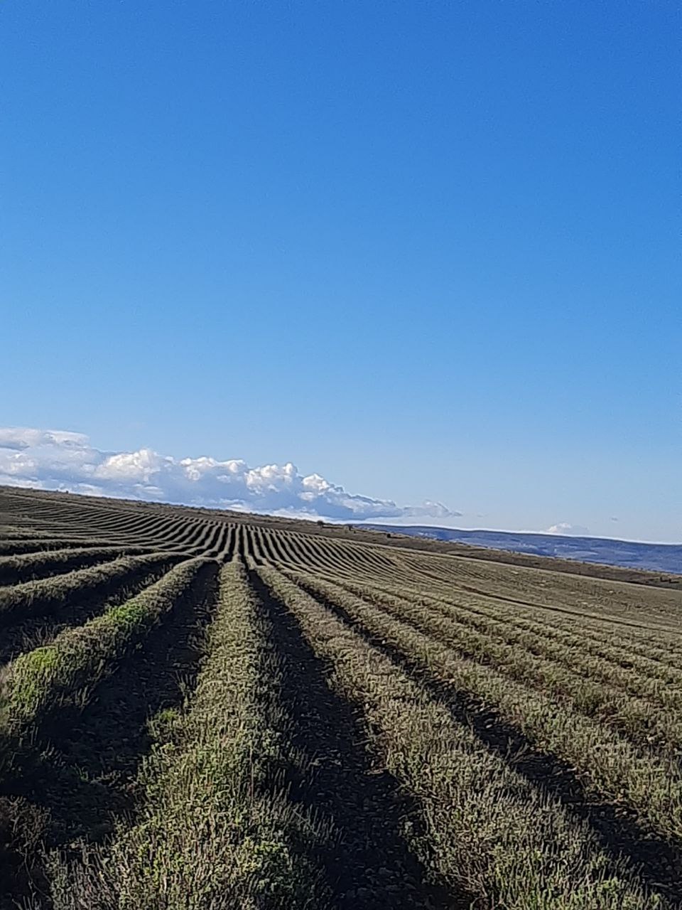 Участник программы «Герои Крыма» Андрей Зырянов ознакомился с передовым опытом эфиромасличной отрасли полуострова Участник программы «Герои Крыма» Андрей Зырянов ознакомился с передовым опытом эфиромасличной отрасли полуострова