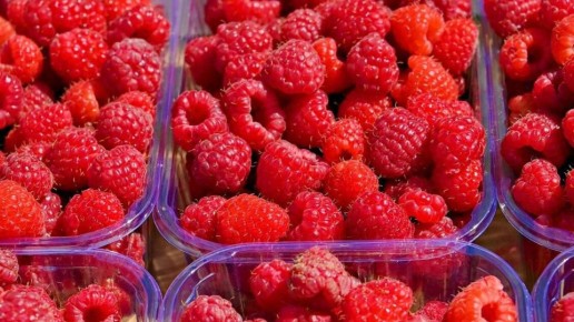 Витаминный бум: в Севастополе собрали 1,2 тысячи тонн фруктов и ягод