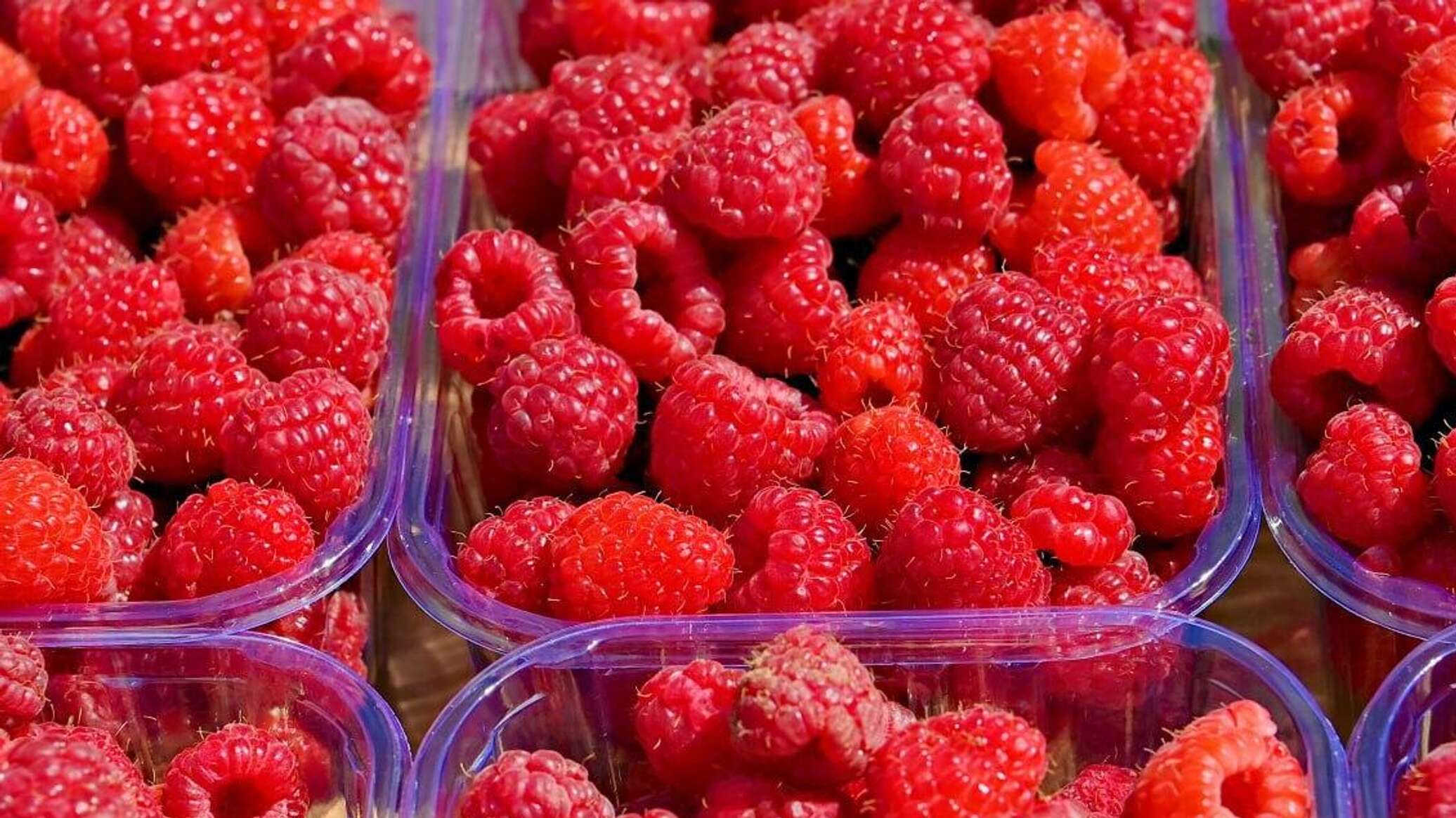 Витаминный бум: в Севастополе собрали 1,2 тысячи тонн фруктов и ягод