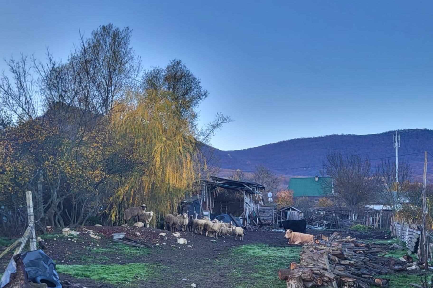 Специалистами ГБУ РК «Бахчисарайский районный ВЛПЦ», выявили ранее неучтенное поголовье сельхозживотных и птицы