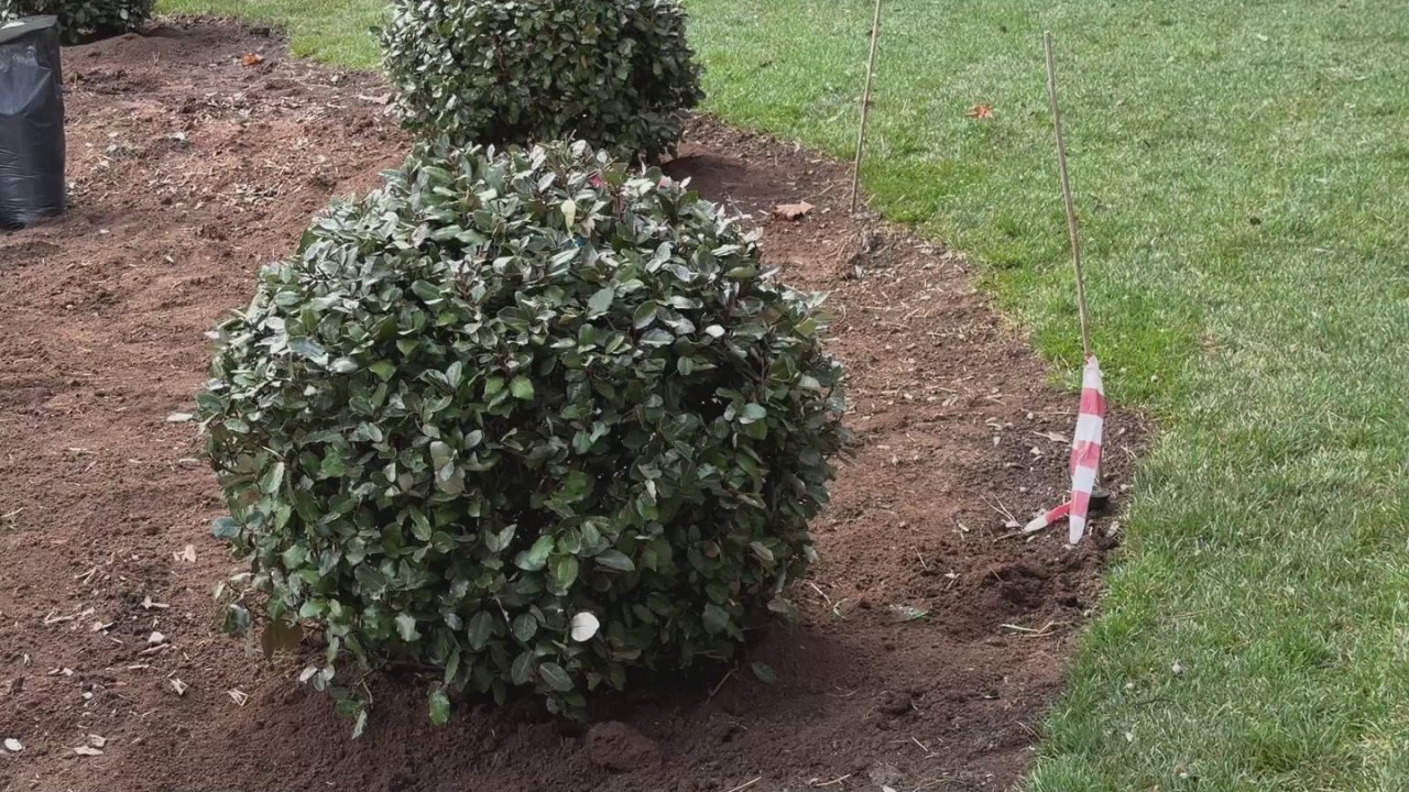 Янина Павленко: Зеленое благоустройство центра Ялты буквально «под ключ»