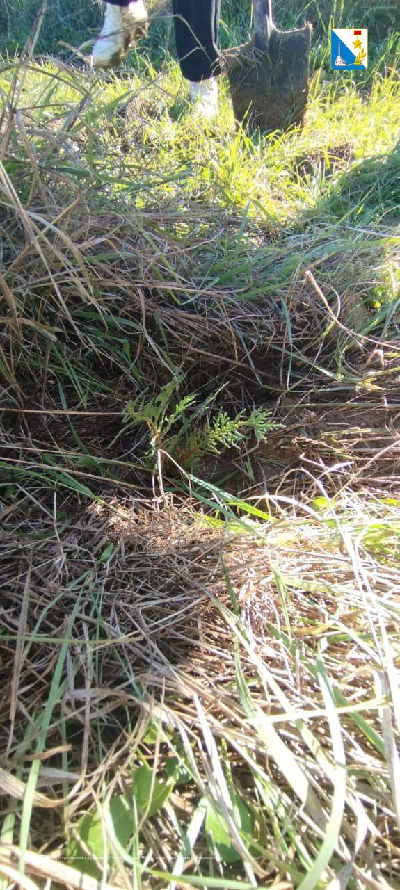 В Мекензиевском лесничестве высаживают молодые деревья на площади 6,3 гектара В Мекензиевском лесничестве высаживают молодые деревья на площади 6,3 гектара