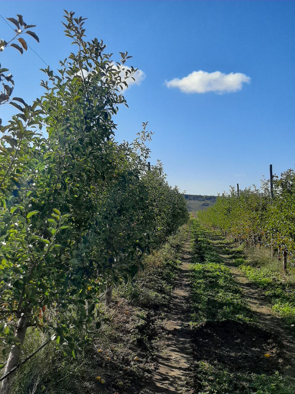Участник программы «Герои Крыма» Андрей Зырянов ознакомился с передовым опытом мелиорации садов в Бахчисарайском районе Участник программы «Герои Крыма» Андрей Зырянов ознакомился с передовым опытом мелиорации садов в Бахчисарайском районе