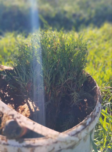 В Мекензиевском лесничестве завершен второй этап лесовосстановления