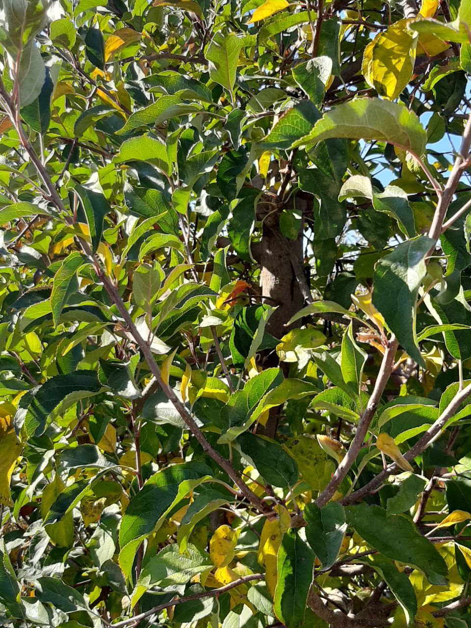 Участник программы «Герои Крыма» Андрей Зырянов ознакомился с передовым опытом мелиорации садов в Бахчисарайском районе Участник программы «Герои Крыма» Андрей Зырянов ознакомился с передовым опытом мелиорации садов в Бахчисарайском районе