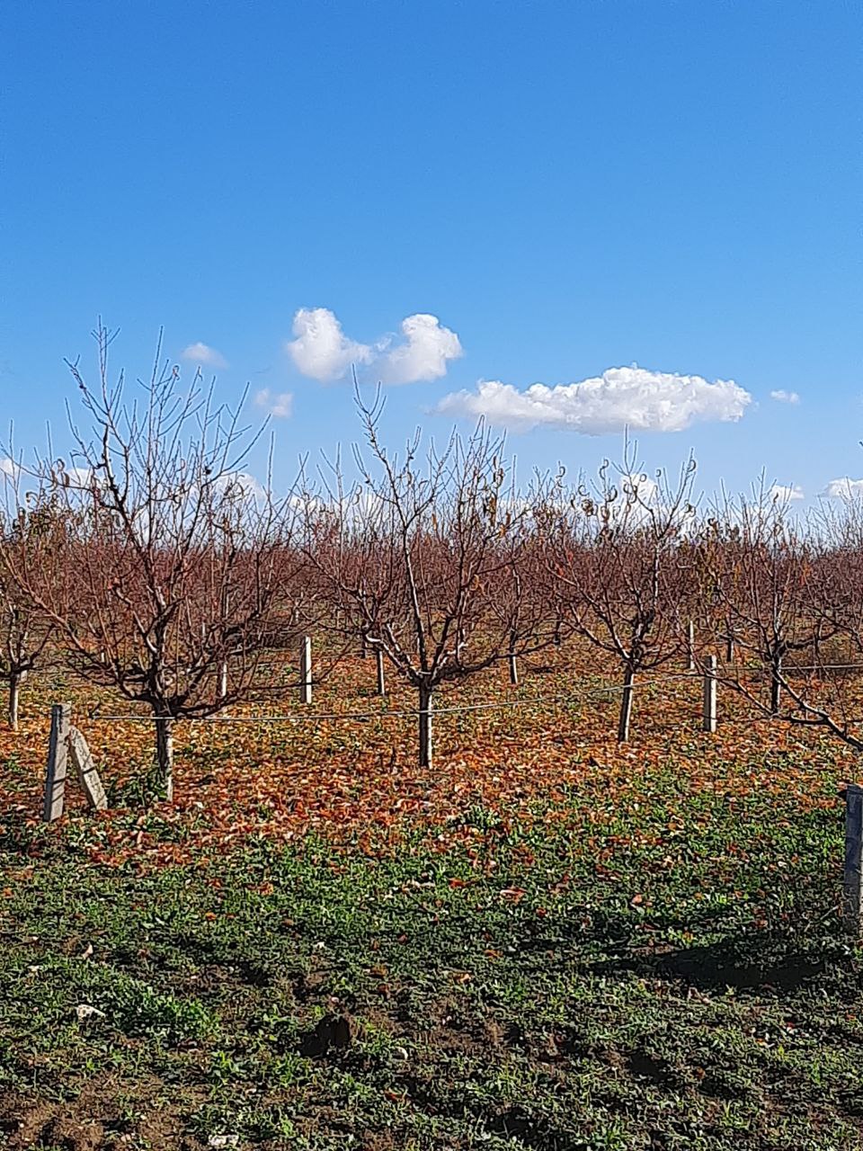 Участник программы «Герои Крыма» Андрей Зырянов ознакомился с передовым опытом мелиорации садов в Бахчисарайском районе Участник программы «Герои Крыма» Андрей Зырянов ознакомился с передовым опытом мелиорации садов в Бахчисарайском районе