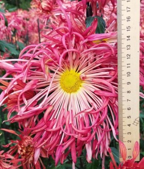 В Никитском саду распустились хризантемы-гиганты