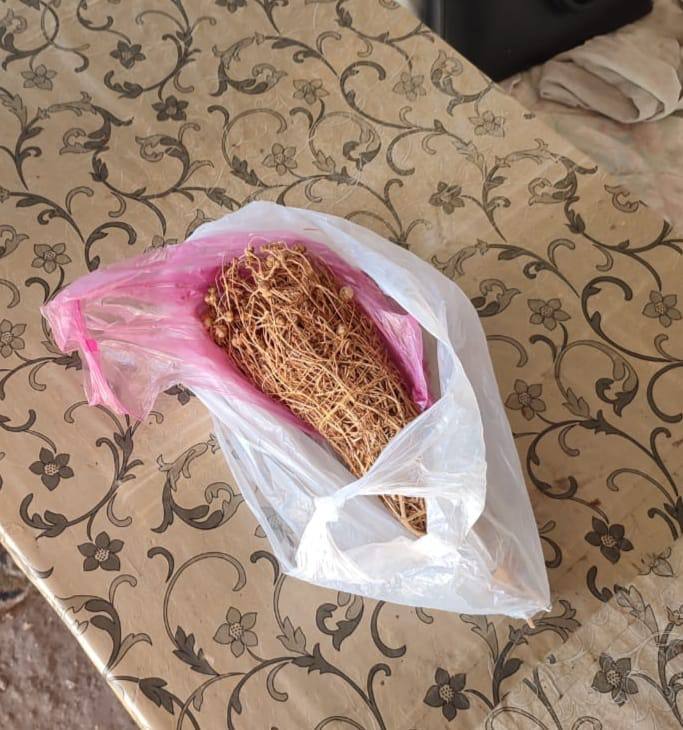 Осуждена жительница Симферопольского района, хранившая наркосодержащие растения Осуждена жительница Симферопольского района, хранившая наркосодержащие растения