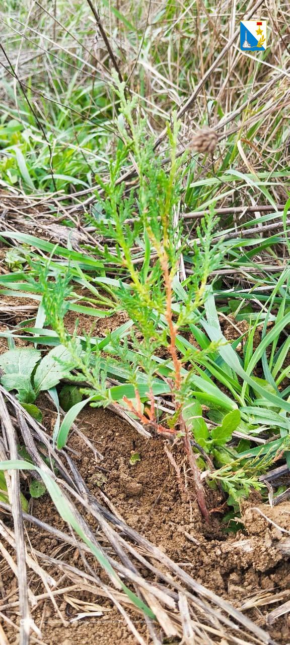 В Мекензиевском лесничестве высаживают молодые деревья на площади 6,3 гектара В Мекензиевском лесничестве высаживают молодые деревья на площади 6,3 гектара