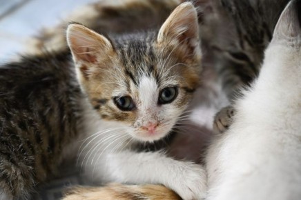 Котёнок может стать причиной вспышки бешенства в Симферополе