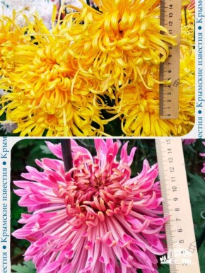 Гигантские хризантемы распустились в Никитском ботаническом саду