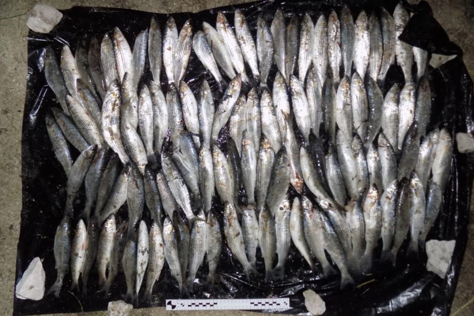 Херсонской транспортной полицией задержан браконьер, выловивший свыше тысячи кефали-сингиль