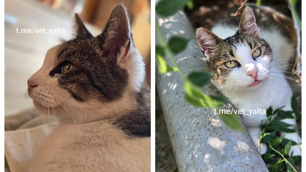 Выздоровела и забыла все обиды: как сложилась судьба спасенной у Ласточкиного гнезда кошки Муси